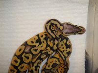 green tree pythons 006.jpg