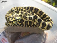 IMG_5803.jpg