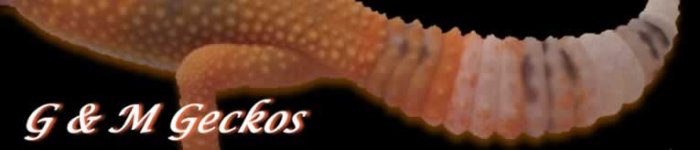 GMGeckos.jpg