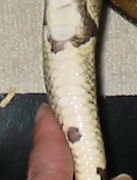 lucille2.jpg