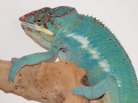 DSCF4132.jpg
