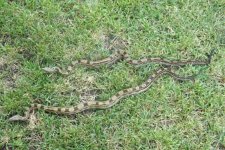 snakes.jpg