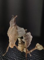 IMG_0449.jpg