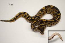 M2 Het Pied For Sale.jpg