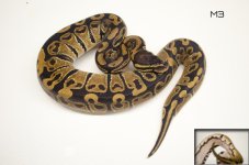 M3 Het Pied For Sale.jpg