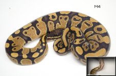 M4 Het Pied For Sale.jpg