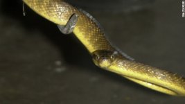 brown-tree-snake.jpg