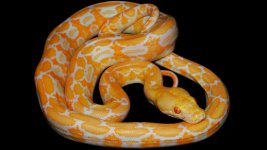 0000987_albino_white_tiger_550.jpg