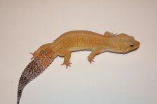 IMG_5519.jpg