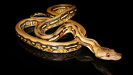 0001036_dwarf_tiger_het_genetic_stripe_550.jpg