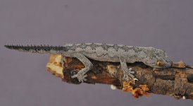 Strophurus spinigerus - male.jpg