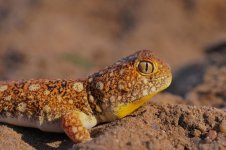 Ptenopus garrulus maculatus - northern male1c.jpg