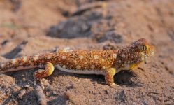 Ptenopus garrulus maculatus - northern male1b.jpg