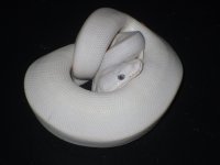 wrestling and snakes 014.jpg