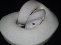 wrestling and snakes 015.jpg