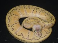 wrestling and snakes 017.jpg