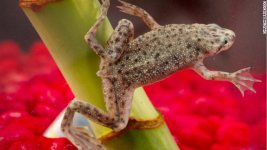 african-dwarf-frog-salmonella.jpg