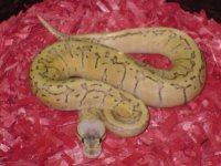 wrestling and snakes 019.jpg