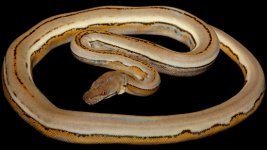 0001003_platinum_genetic_stripes_550.jpeg