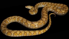 0000407_caramel_blonde_proven_breeder_550.jpg