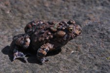 Bombina maxima - sub-adult.jpg