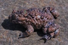 Bombina maxima - sub-adult2.jpg