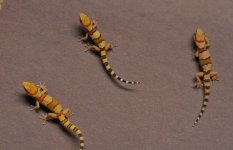 Pachydactylus fasciatus - juveniles.jpg