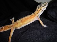 leopards for sale 059.jpg