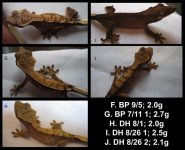 Crested Geckos (2).jpg
