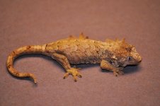 Mniarogecko chahoua - fauna2.jpg