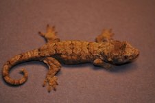 Mniarogecko chahoua - fauna1.jpg