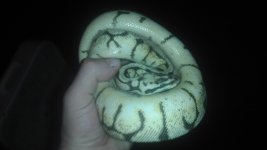 bumblebee het red female pic 5.jpg