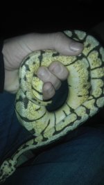 Bumblebee 100% Het. Red Axanthic female Feb 2012 CB.jpg