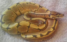 fwmale 1 vanilla bee...2.jpg