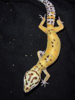 leopards for sale 101.jpg