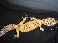 leopards for sale 094.jpg