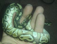 2012 lesser male3.jpg