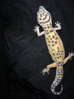 leopards for sale 064.jpg