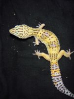 leopards for sale 072.jpg