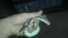 2012 lesser male 2.jpg