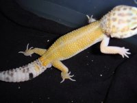 leopards for sale 109.jpg