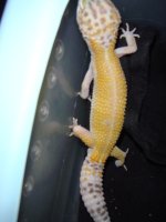 leopards for sale 116.jpg