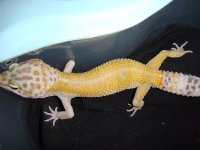 leopards for sale 120.jpg