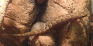 Mourning Gecko (1).jpg