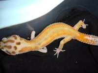 leopards for sale 128.jpg