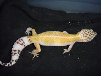leopards for sale 138.jpg