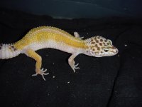 leopards for sale 141.jpg