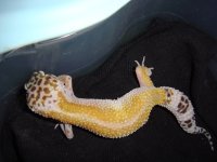 leopards for sale 136.jpg