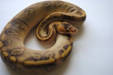 f_champ_ench_2324_sm.jpg