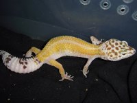 leopards for sale 142.jpg